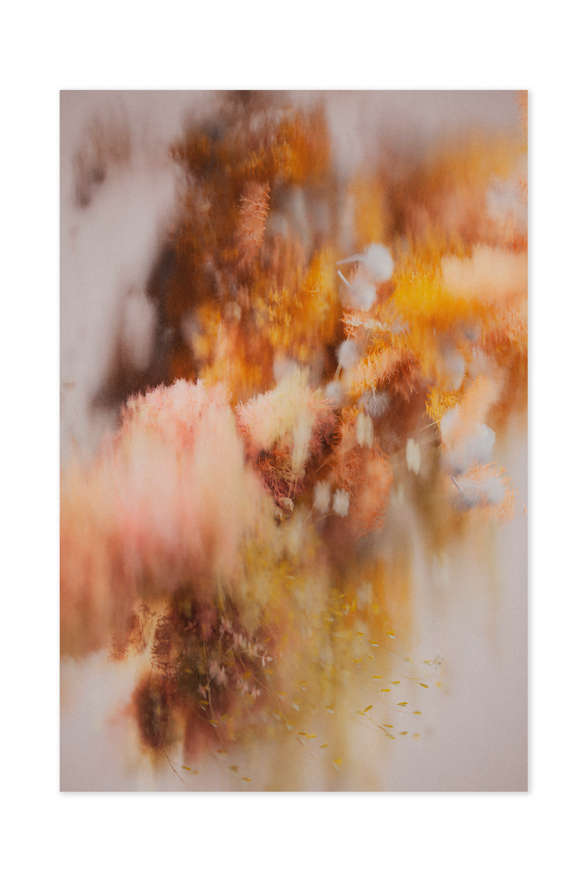 POLLINATION-OF-HORTENSIA-CARPET-AUTUMN-200X300cm-300Dpi