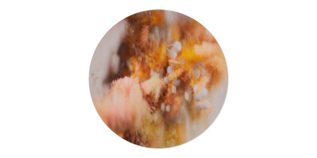 Tapete Pollination of Hortensia