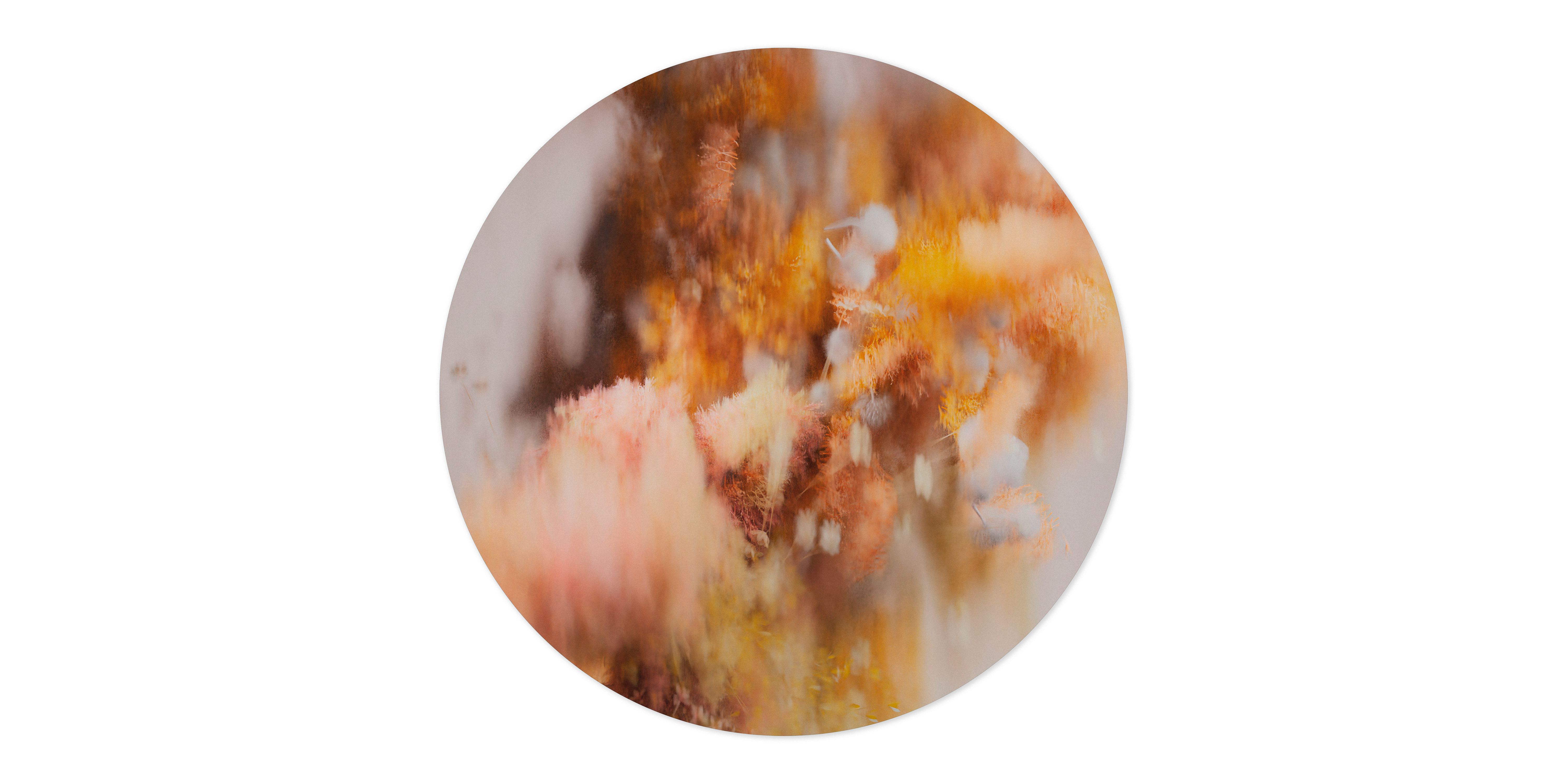 POLLINATION-OF-HORTENSIA-CARPET-AUTUMN-CIRCULAR250cm-300Dpi