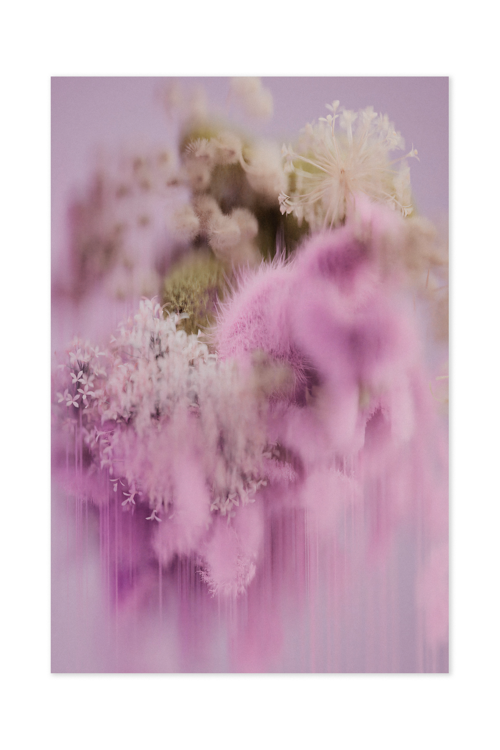 POLLINATION-OF-HORTENSIA-CARPET-SPRING-200x300cm-300Dpi