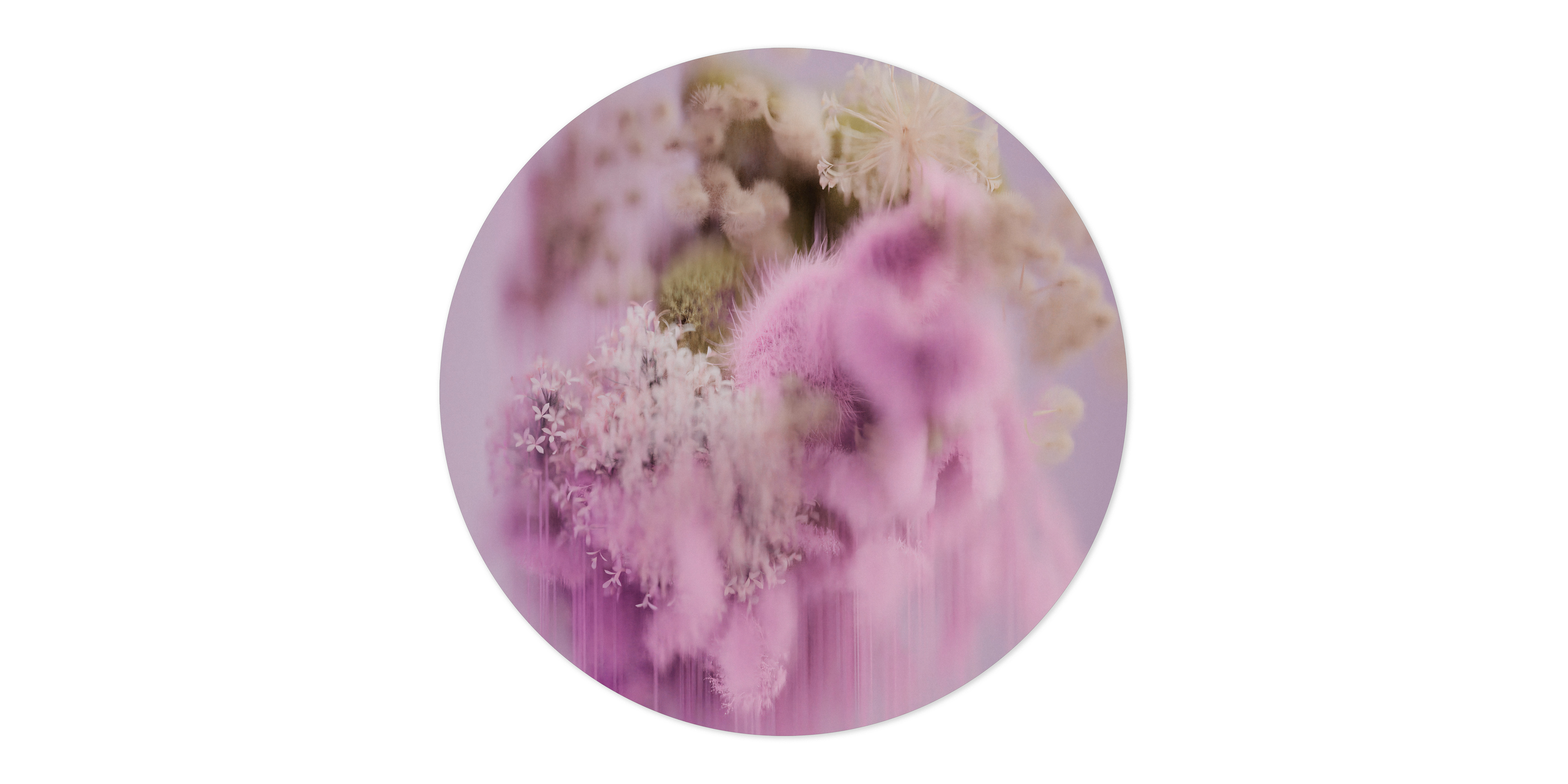 POLLINATION-OF-HORTENSIA-CARPET-SPRING-CIRCULAR250cm-300Dpi