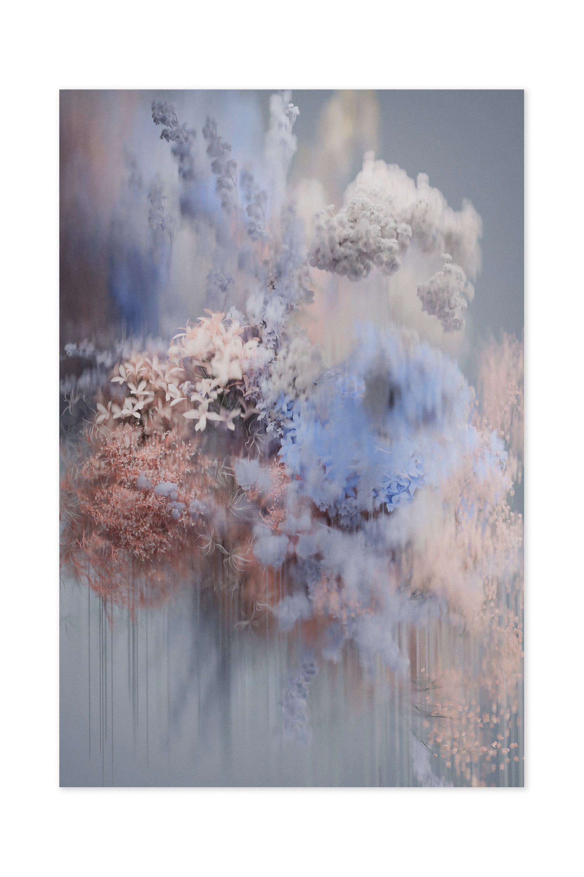 POLLINATION-OF-HORTENSIA-CARPET-WINTER-200X300cm-300Dpi