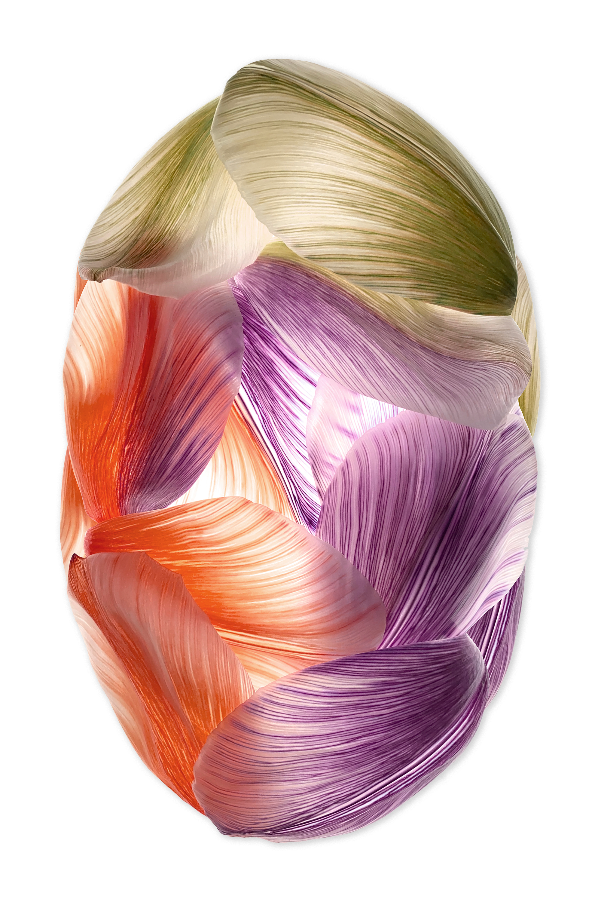 Tulip Mania Red Cocoon 300Dpi