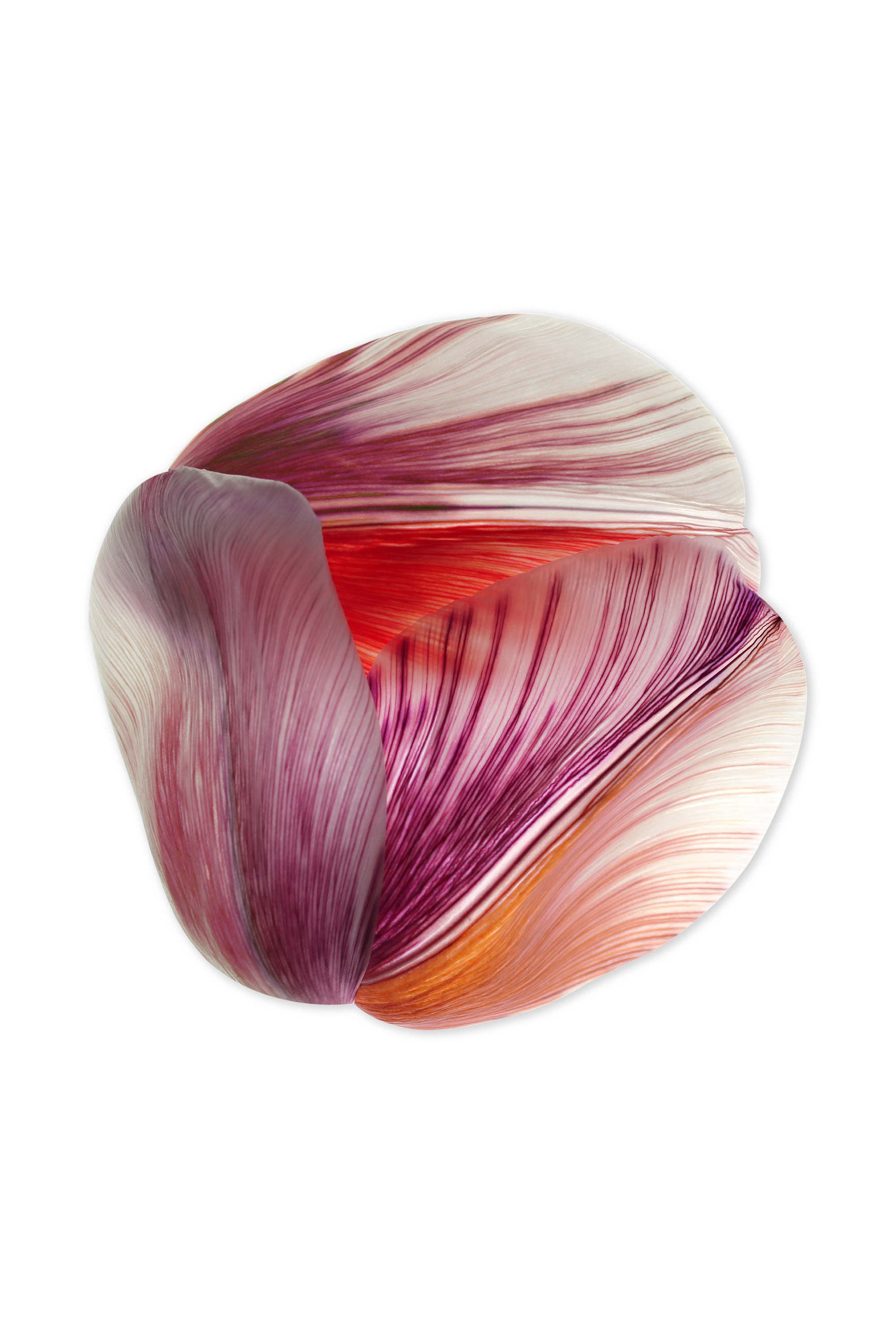 Tulip Mania Red Shell 300Dpi